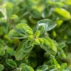 Oregano - Greek -seedsnow Sales Store 700xshutterstock 176843360 700x 20220407 b2df 4c70 8626 3c7a09e17afa