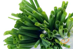 Onion - Tokyo Long White (Bunching), Scallion 16 Onion - Tokyo Long White (Bunching), Scallion -seedsnow Sales Store 700xshutterstock 178225271