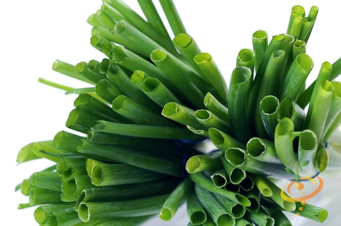 Onion - Tokyo Long White (Bunching), Scallion 8 Onion - Tokyo Long White (Bunching), Scallion - Image 6