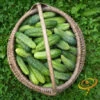Cucumber - Boston Pickling -seedsnow Sales Store 700xshutterstock 178989185 700x 0242d4a3 680d 44da a06a 4b9c649584b6