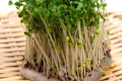 All-in-One Sprouts/Microgreens Seed Bank W/Sprouting Jar -seedsnow Sales Store 700xshutterstock 179113934 1024x1024 1307eb4b 4ab2 4074 9317 0010240b3708