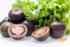 Tomato - Cherry, Black (Indeterminate) -seedsnow Sales Store 700xshutterstock 179690687