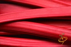 Rhubarb Root, Crimson Cherry -seedsnow Sales Store 700xshutterstock 180409919 700x fc288cf8 a296 4eee 9d0c 842059d1ef9e