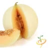 Melon (Honeydew)- Orange Flesh -seedsnow Sales Store 700xshutterstock 180578585 700x 8a5f94bb 670a 4c1d 8cf9 e30366e23bac