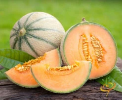 Melon (Cantaloupe) - Hales Best Jumbo -seedsnow Sales Store 700xshutterstock 180926468