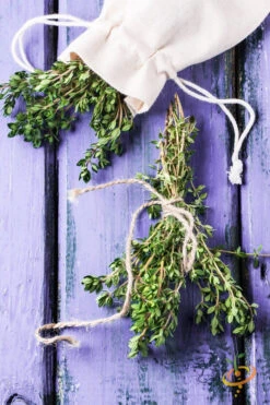 Thyme -seedsnow Sales Store 700xshutterstock 182574809