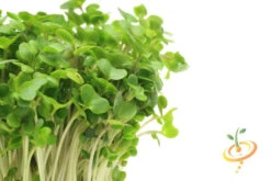 Sprouts/Microgreens - Broccoli -seedsnow Sales Store 700xshutterstock 182946020