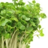 Sprouts/Microgreens - Broccoli 1 Sprouts/Microgreens - Broccoli -seedsnow Sales Store 700xshutterstock 182946020 700x 5c300d41 0057 41e1 87f7 abfaf4c40d94