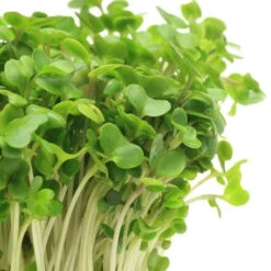 Sprouts/Microgreens - Broccoli