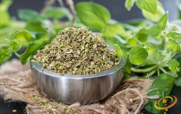 Oregano - Italian 5 Oregano - Italian - Image 3