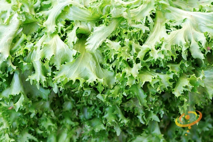 Endive - Green Curled 4 Endive - Green Curled - Image 2