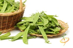 Pea (Snow) - Oregon Giant 22 Pea (Snow) - Oregon Giant -seedsnow Sales Store 700xshutterstock 184795547