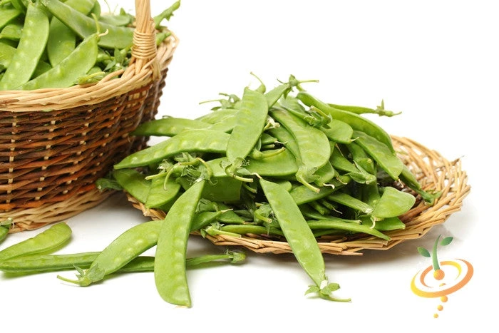 Pea (Snow) - Oregon Giant 12 Pea (Snow) - Oregon Giant - Image 10