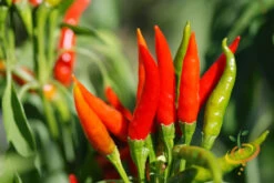 Pepper (Hot) - Tabasco 🔥🔥🔥 -seedsnow Sales Store 700xshutterstock 18519553