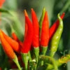 Pepper (Hot) - Tabasco 🔥🔥🔥 -seedsnow Sales Store 700xshutterstock 18519553 700x d4ca8fe7 c59a 4277 a07f 7cf72da247a5