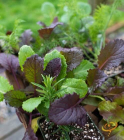 Mustard - Giant Red -seedsnow Sales Store 700xshutterstock 185344793
