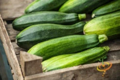 Squash (Summer) - Black Beauty Zucchini 14 Squash (Summer) - Black Beauty Zucchini -seedsnow Sales Store 700xshutterstock 185684954