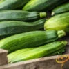 Squash (Summer) - Black Beauty Zucchini -seedsnow Sales Store 700xshutterstock 185684954 700x 5b54b21d 6693 4913 8c83 010ee716d164