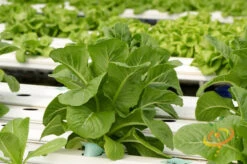 Lettuce - Romaine, Dark Green -seedsnow Sales Store 700xshutterstock 186339809