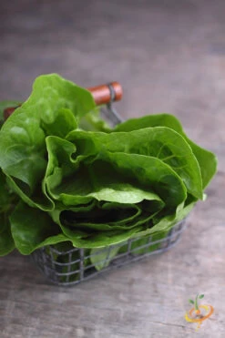 Lettuce - Romaine, Dark Green -seedsnow Sales Store 700xshutterstock 186839468