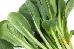 Mustard - Tendergreen -seedsnow Sales Store 700xshutterstock 187318109