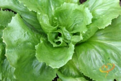 Endive - Broadleaf, Classic -seedsnow Sales Store 700xshutterstock 190032815
