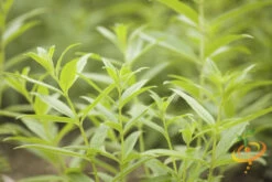 Mint - Lemon -seedsnow Sales Store 700xshutterstock 190331849