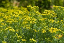 Rue -seedsnow Sales Store 700xshutterstock 190719287