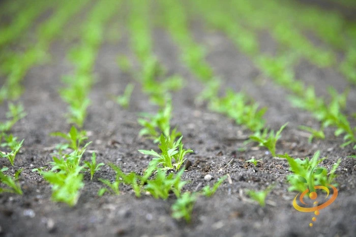 Mustard - Mizuna 4 Mustard - Mizuna - Image 2