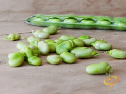 Bean, Lima/Bush - Henderson -seedsnow Sales Store 700xshutterstock 192324548