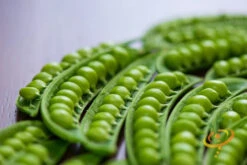Pea - Wando -seedsnow Sales Store 700xshutterstock 193624052