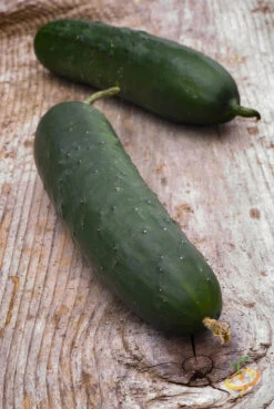 Cucumber - Straight 8 -seedsnow Sales Store 700xshutterstock 193645424