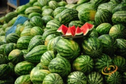 Watermelon - Crimson Sweet -seedsnow Sales Store 700xshutterstock 194824517
