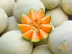 Melon (Cantaloupe) - Planters Jumbo -seedsnow Sales Store 700xshutterstock 194922302