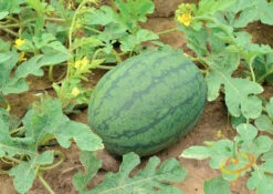 Watermelon - All Sweet -seedsnow Sales Store 700xshutterstock 198920789