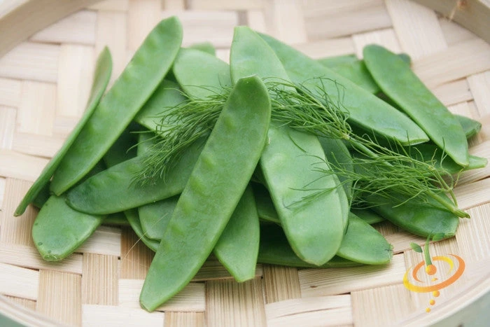 Pea (Snow) - Oregon Giant 8 Pea (Snow) - Oregon Giant - Image 6