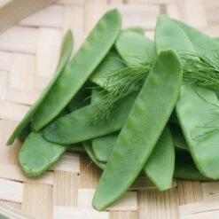 Pea (Snow) - Mammoth Melting Sugar