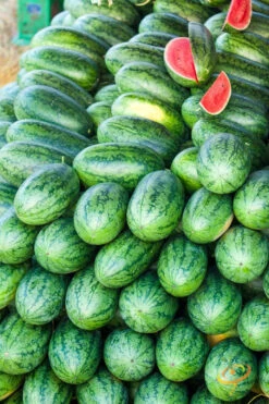 Watermelon - All Sweet -seedsnow Sales Store 700xshutterstock 199479032