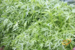Mustard - Mizuna 16 Mustard - Mizuna -seedsnow Sales Store 700xshutterstock 199775921