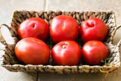 Tomato - Homestead (Determinate) 14 Tomato - Homestead (Determinate) -seedsnow Sales Store 700xshutterstock 201577163