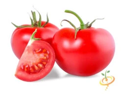 Tomato - Rutgers (Indeterminate) -seedsnow Sales Store 700xshutterstock 203281402