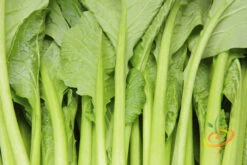 Mustard - Tendergreen -seedsnow Sales Store 700xshutterstock 204327430