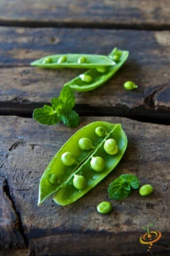 Pea (Snap) - Sugar -seedsnow Sales Store 700xshutterstock 204425740 700x cafab32e ef5b 458c ae20 1693ed18aabd