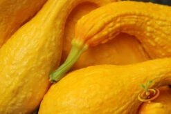 Squash (Summer) - Crookneck, Yellow 15 Squash (Summer) - Crookneck, Yellow -seedsnow Sales Store 700xshutterstock 33477295