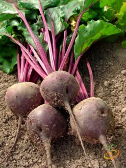 Beet - Detroit (Dark Red) -seedsnow Sales Store 700xshutterstock 34452721