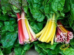 Swiss Chard - Rainbow Mix -seedsnow Sales Store 700xshutterstock 35046310