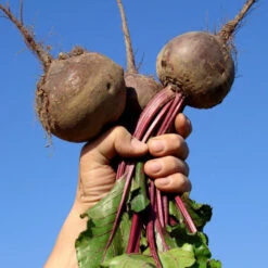 Beet - Detroit (Dark Red)