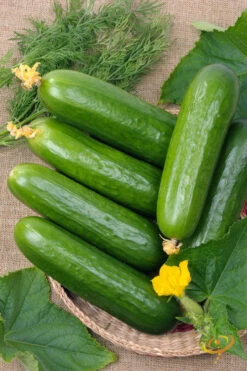 Cucumber - Straight 8 -seedsnow Sales Store 700xshutterstock 38538010