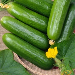 Cucumber - Straight 8