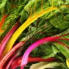 Swiss Chard - Rainbow Mix -seedsnow Sales Store 700xshutterstock 40101130 700x 44778010 341b 4a98 86f5 89aa513f9cb3